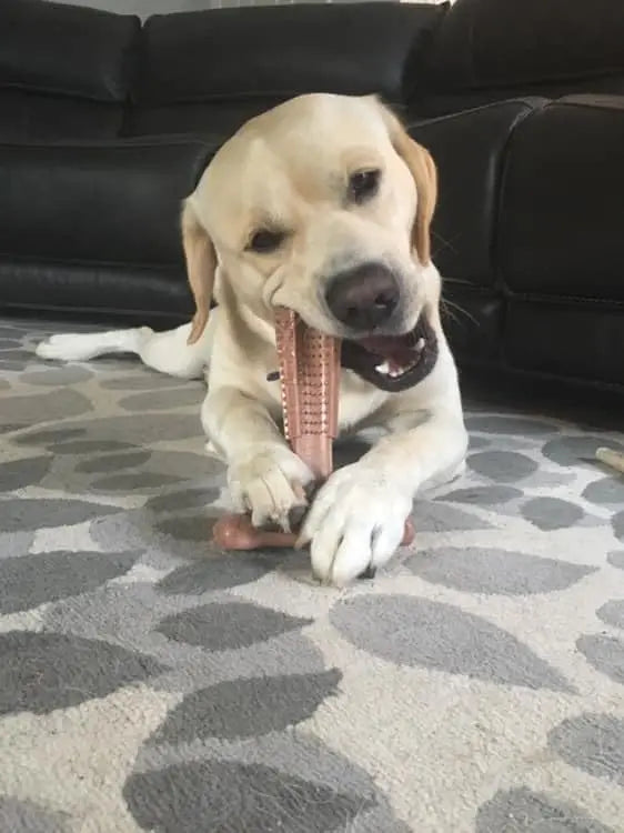 Durable Dog Chew Toy Oral Care & Teeth Cleaning for Puppies