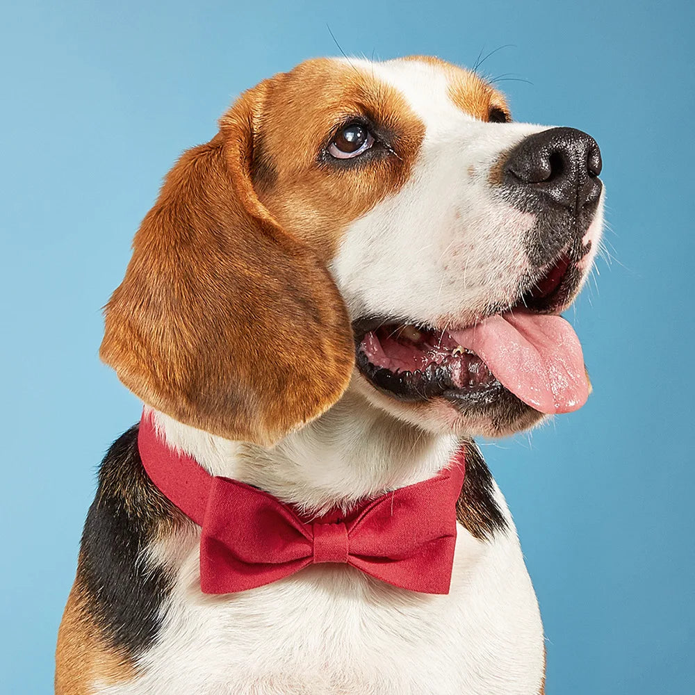 Adjustable Formal Necktie Pet Tuxedo Bow Tie Collar