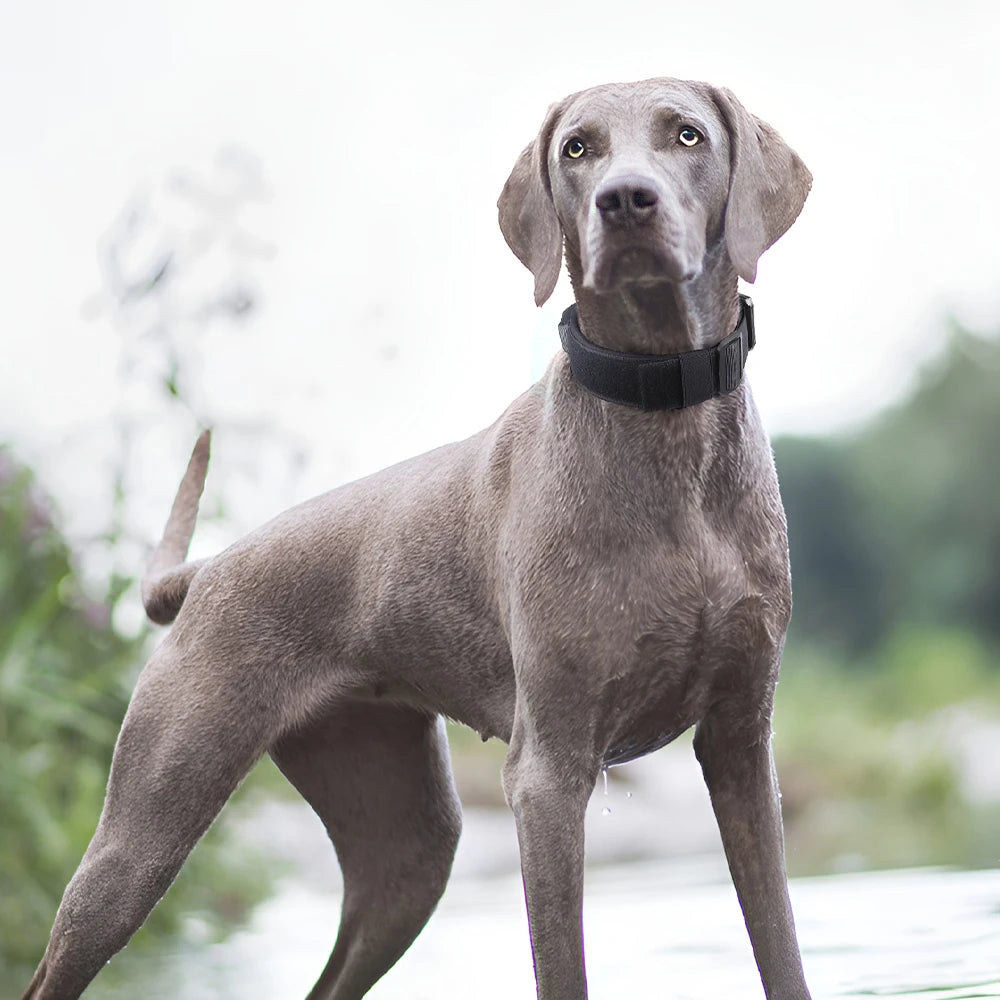 Heavy-Duty Rugged Zinc Alloy Tactical Dog Collar