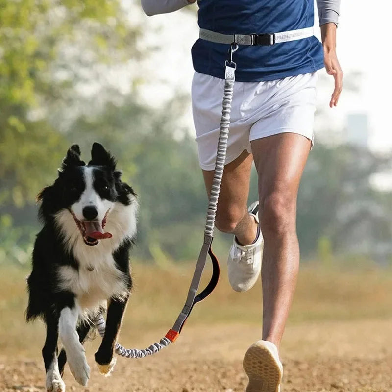 Extendable Pet Leash Dual Head with LED Light for Dogs & Cats