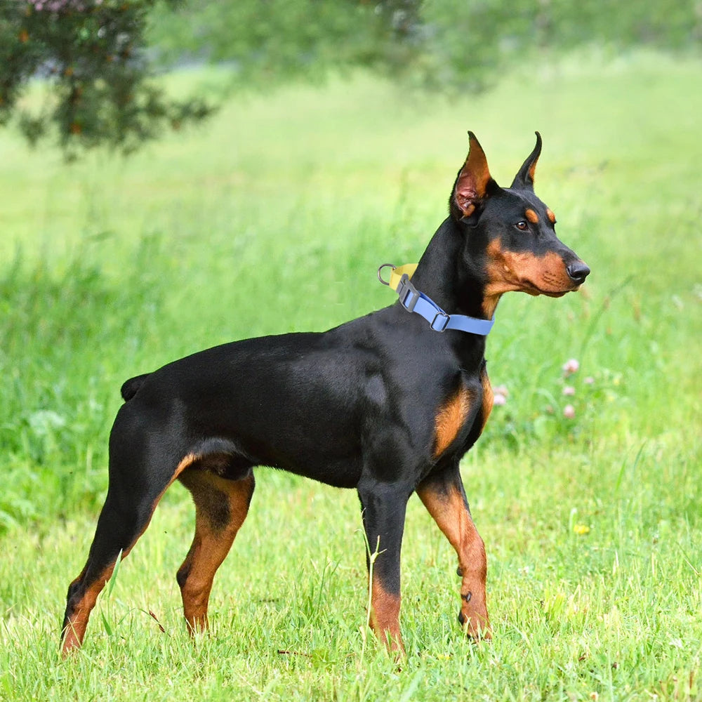 Durable Training & Walking PVC Waterproof Dog Collar