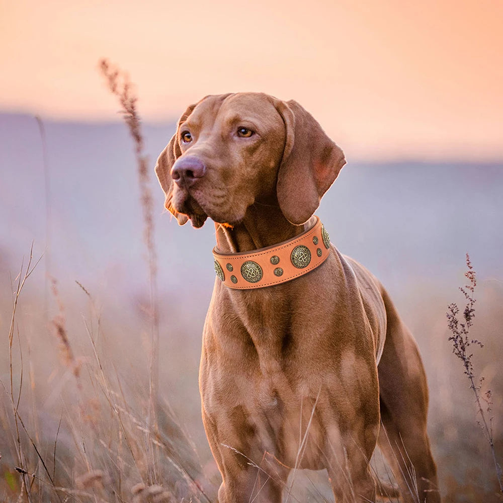 Genuine Leather Spiked Dog Collar for Medium & Large Breeds