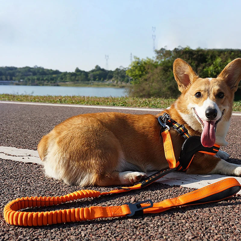 Shock Absorbing Multi-Functional Reflective Retractable Dog Leash