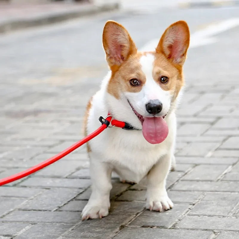 Heavy-Duty Nylon Slip Rope Adjustable P Chain Dog Collar