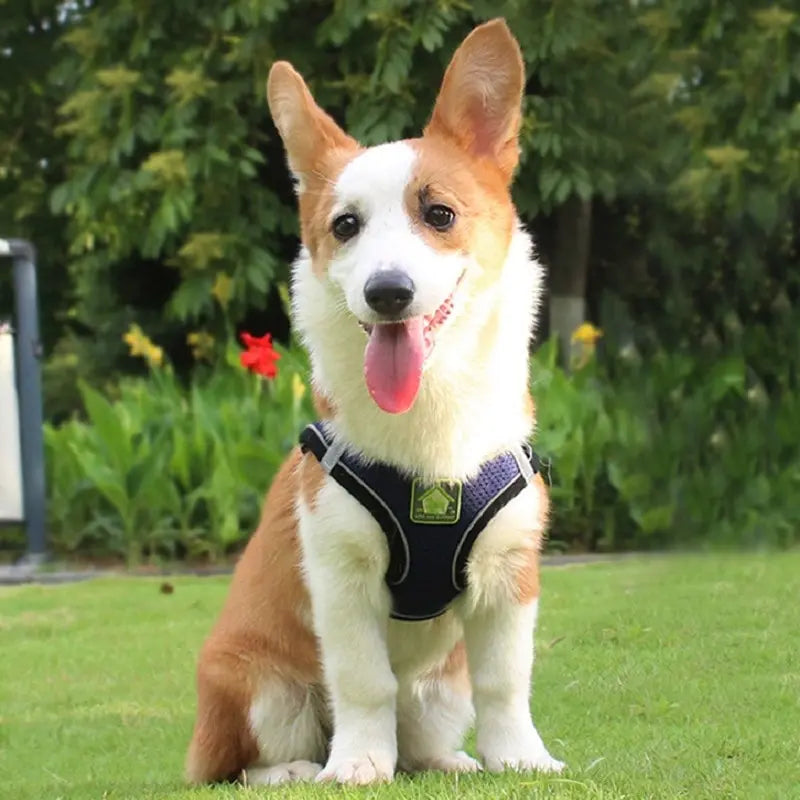Reflective Pet Harness & Leash Set No-Pull Vest with Breathable Mesh