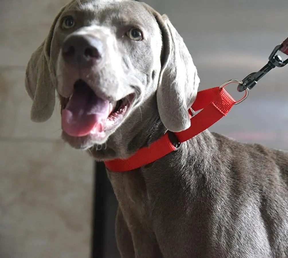 Adjustable Nylon Training Heavy-Duty Martingale Dog Collar