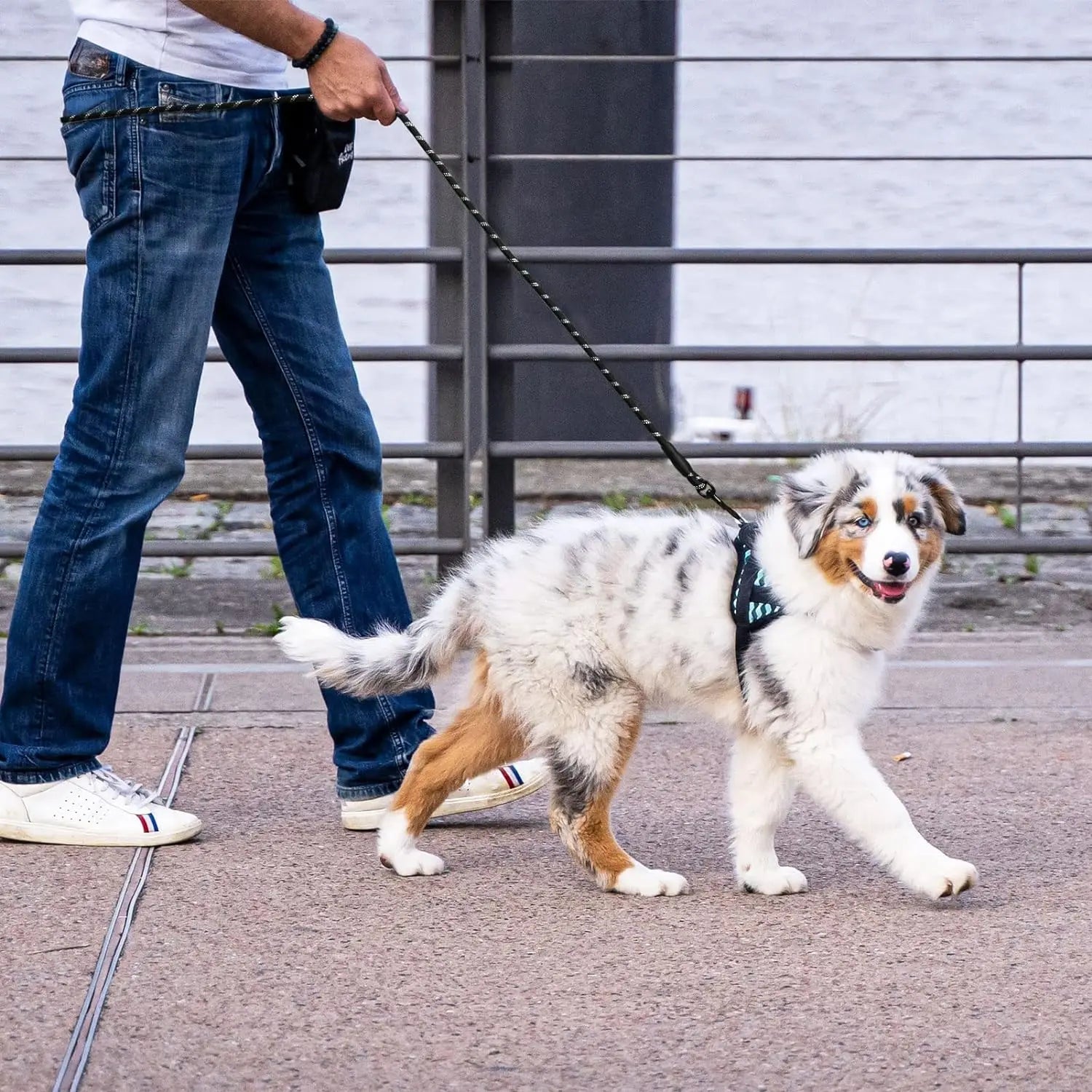 2M Reflective Dog Leash with Soft Padded Handle