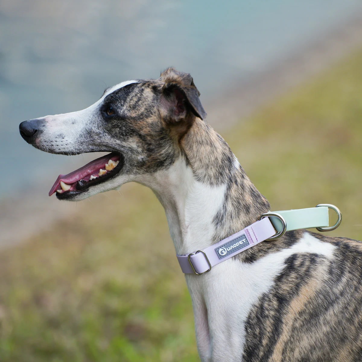 Durable Training & Walking PVC Waterproof Dog Collar