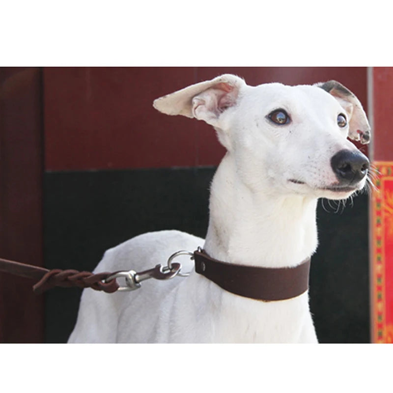 Durable Adjustable Greyhounds and Whippets Wide Leather Dog Collar