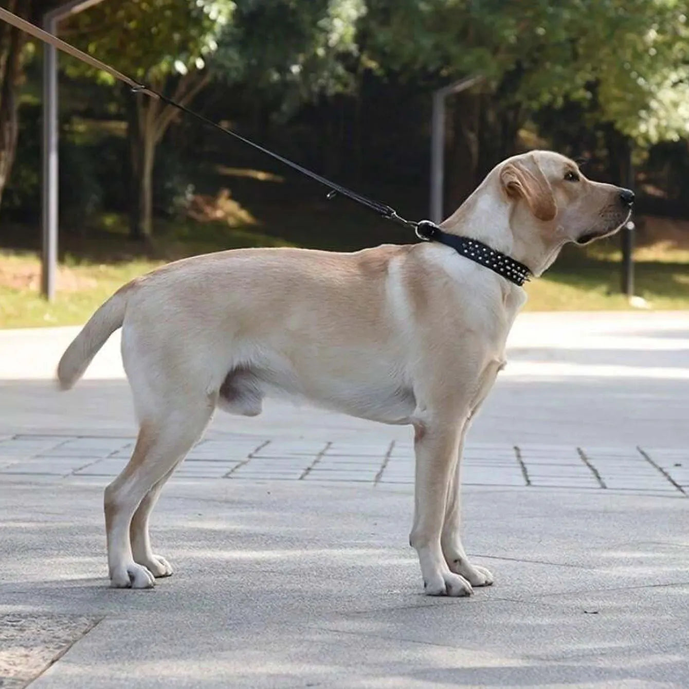 Adjustable PU Leather Rust-Resistant Rivet Dog Collar